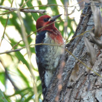 Red-breasted Sapsucker